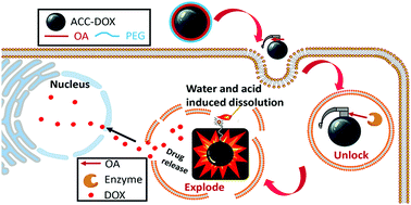 Graphical abstract: Taking advantage of the disadvantage: employing the high aqueous instability of amorphous calcium carbonate to realize burst drug release within cancer cells