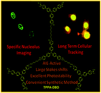 Graphical abstract: One bioprobe: a fluorescent and AIE-active macromolecule; two targets: nucleolus and mitochondria with long term tracking