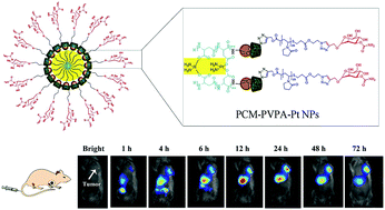 Graphical abstract: Carbamoylmannose enhances the tumor targeting ability of supramolecular nanoparticles formed through host–guest complexation of a pair of homopolymers