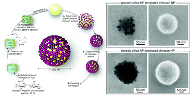 Graphical abstract: Chitosan supraparticles with fluorescent silica nanoparticle shells and nanodiamond-loaded cores
