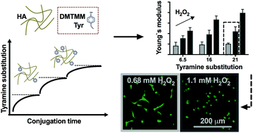 Graphical abstract: Fabrication of cell-compatible hyaluronan hydrogels with a wide range of biophysical properties through high tyramine functionalization