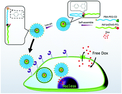 Graphical abstract: Design and construction of self-hidden and pH-reversed targeting drug delivery nanovehicles via noncovalent interactions to overcome drug resistance