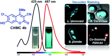 Graphical abstract: New visible light excitable donor–acceptor 7-hydroxy-coumarins as blue fluorescent probes for selective staining of vacuoles in yeasts and L. donovani