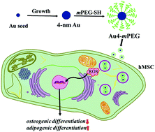 Graphical abstract: Sub-10 nm gold nanoparticles promote adipogenesis and inhibit osteogenesis of mesenchymal stem cells