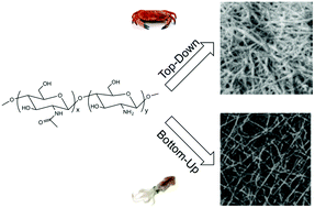 Graphical abstract: Engineering strategies for chitin nanofibers