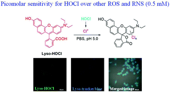 Graphical abstract: A highly specific and ultrasensitive fluorescent probe for basal lysosomal HOCl detection based on chlorination induced by chlorinium ions (Cl+)