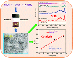 Graphical abstract: A highly stable rhenium organosol on a DNA scaffold for catalytic and SERS applications