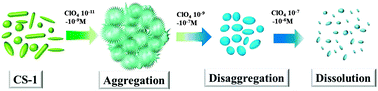 Graphical abstract: Water dispersed fluorescent organic aggregates for the picomolar detection of ClO4− in water, soil and blood serum and the attogram detection of ClO4− in the solid state by a contact mode method