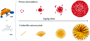 Graphical abstract: Reversible controlled morphologies switching between porous microspheres and urchin-like microcrystals for NaDC/RhB self-assembly and their multifunctional applications