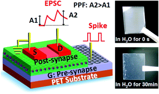 Graphical abstract: Biodegradable oxide synaptic transistors gated by a biopolymer electrolyte