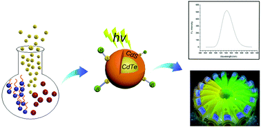 Graphical abstract: An investigation of preparation, properties, characterization and the mechanism of zinc blende CdTe/CdS core/shell quantum dots for sensitive and selective detection of trace mercury