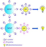 Graphical abstract: Chiral recognition of optically active CoFe2O4 magnetic nanoparticles by CdSe/CdS quantum dots stabilised with chiral ligands