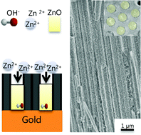 Graphical abstract: Determining the diffusion mechanism for high aspect ratio ZnO nanowires electrodeposited into anodic aluminum oxide