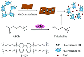 Graphical abstract: A real-time fluorescence turn-on assay for acetylcholinesterase activity based on the controlled release of a perylene probe from MnO2 nanosheets
