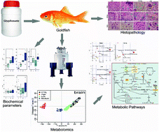 Graphical abstract: Multi-tissue metabolic responses of goldfish (Carassius auratus) exposed to glyphosate-based herbicide
