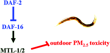 Graphical abstract: Metallothioneins act downstream of insulin signaling to regulate toxicity of outdoor fine particulate matter (PM2.5) during Spring Festival in Beijing in nematode Caenorhabditis elegans