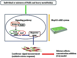 Graphical abstract: Effects of multi-component mixtures of polyaromatic hydrocarbons and heavy metal/loid(s) on Nrf2-antioxidant response element (ARE) pathway in ARE reporter-HepG2 cells