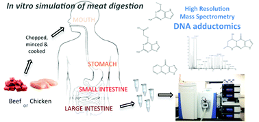 Graphical abstract: In vitro DNA adduct profiling to mechanistically link red meat consumption to colon cancer promotion