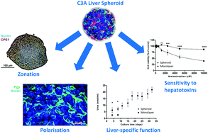 Graphical abstract: Characterization of a functional C3A liver spheroid model