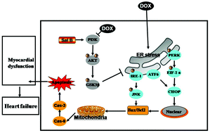 Graphical abstract: Salvianolic acid B protects against doxorubicin induced cardiac dysfunction via inhibition of ER stress mediated cardiomyocyte apoptosis