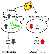 Graphical abstract: Lipid droplets alleviate cadmium induced cytotoxicity in Saccharomyces cerevisiae