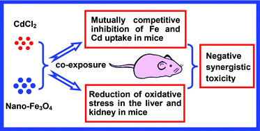 Graphical abstract: Combined toxicity of Fe3O4 nanoparticles and cadmium chloride in mice