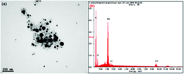 Graphical abstract: Accumulation of biosynthesized gold nanoparticles and its impact on various organs of Sprague Dawley rats: a systematic study