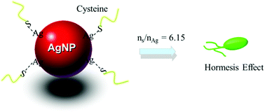 Graphical abstract: Cysteine-induced hormesis effect of silver nanoparticles