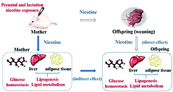 Graphical abstract: Effects of prenatal and lactation nicotine exposure on glucose homeostasis, lipogenesis and lipid metabolic profiles in mothers and offspring