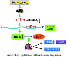 Graphical abstract: MicroRNA-338-5p modulates pulmonary hypertension-like injuries caused by SO2, NO2 and PM2.5 co-exposure through targeting the HIF-1α/Fhl-1 pathway