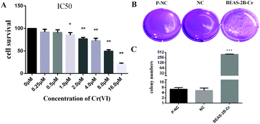 Graphical abstract: Chromium contributes to human bronchial epithelial cell carcinogenesis by activating Gli2 and inhibiting autophagy