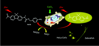Graphical abstract: A two-photon fluorescent probe for nitroreductase imaging in living cells, tissues and zebrafish under hypoxia conditions