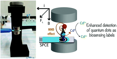 Graphical abstract: Enhanced detection of quantum dots by the magnetohydrodynamic effect for electrochemical biosensing