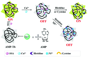 Graphical abstract: Lanthanide coordination polymer nanoparticles as a turn-on fluorescence sensing platform for simultaneous detection of histidine and cysteine