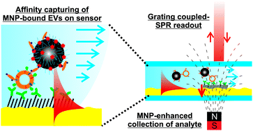 Graphical abstract: Magnetic nanoparticle-enhanced surface plasmon resonance biosensor for extracellular vesicle analysis