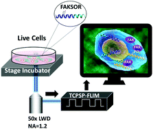 Graphical abstract: Monitoring focal adhesion kinase phosphorylation dynamics in live cells