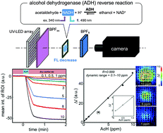 Fluorometric gas-imaging system (sniff-cam), using the extinction of NADH with an ADH reverse reaction, for acetaldehyde in the gas phase