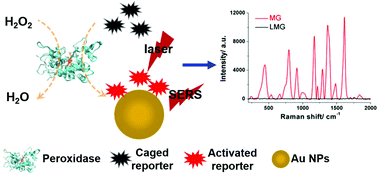 Graphical abstract: Enzymatically activated reduction-caged SERS reporters for versatile bioassays