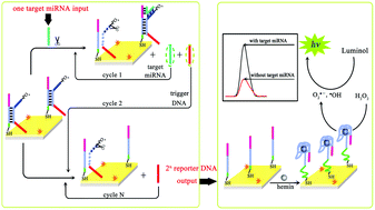 Graphical abstract: K-junction structure mediated exponential signal amplification strategy for microRNA detection in electrochemiluminescence biosensor