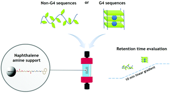 Graphical abstract: Naphthalene amine support for G-quadruplex isolation