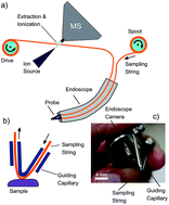 Graphical abstract: In vivo endoscopic mass spectrometry using a moving string sampling probe
