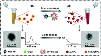 Graphical abstract: An enzyme-mediated competitive colorimetric sensor based on Au@Ag bimetallic nanoparticles for highly sensitive detection of disease biomarkers