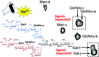 Graphical abstract: Simple Gd3+-Neu5NAc complexation results in NMR chemical shift asymmetries of structurally equivalent complex-type N-glycan branches