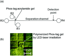 Graphical abstract: Microchip electrophoresis utilizing an in situ photopolymerized Phos-tag binding polyacrylamide gel for specific entrapment and analysis of phosphorylated compounds