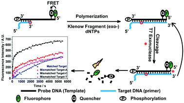 Graphical abstract: Detection of single nucleotide polymorphism by measuring extension kinetics with T7 exonuclease mediated isothermal amplification