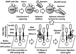 Graphical abstract: An Aptamer Bio-barCode (ABC) assay using SPR, RNase H, and probes with RNA and gold-nanorods for anti-cancer drug screening