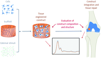 Graphical abstract: Vibrational spectroscopy and imaging: applications for tissue engineering
