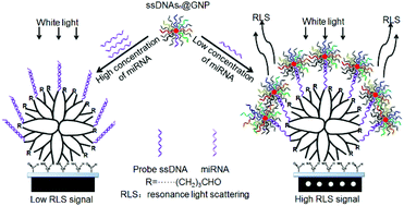 Graphical abstract: Multiplexed detection of microRNAs by a competitive DNA microarray-based resonance light scattering assay