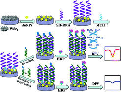 Graphical abstract: An electrochemical microRNA sensing platform based on tungsten diselenide nanosheets and competitive RNA–RNA hybridization