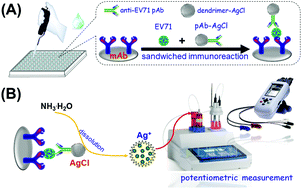 Graphical abstract: A potentiometric immunosensor for enterovirus 71 based on bis-MPA-COOH dendrimer-doped AgCl nanospheres with a silver ion-selective electrode